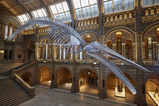 CREDIT Trustees of the Natural History Museum, London